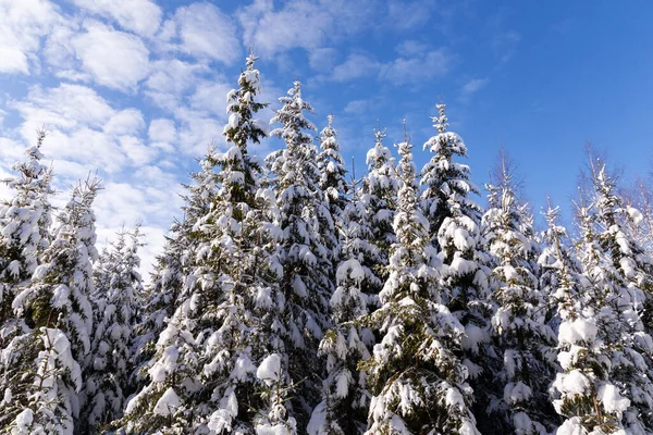 Sneeuw Bedekt Sparren Bomen Een Winter Wonderland Tijdens Een Mooie — Stockfoto