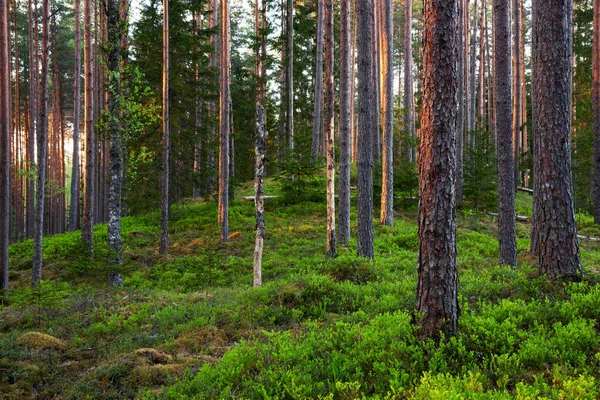 Summery Lush Pine Grove Boreal Forest Βράδυ Στην Εσθονική Άγρια — Φωτογραφία Αρχείου