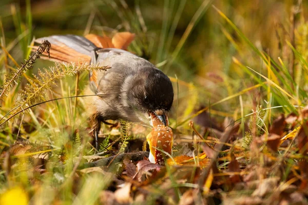 Kleiner Sibirischer Eichelhäher Perisoreus Infaustus Frisst Einen Fliegenpilz Taigawald Während — Stockfoto