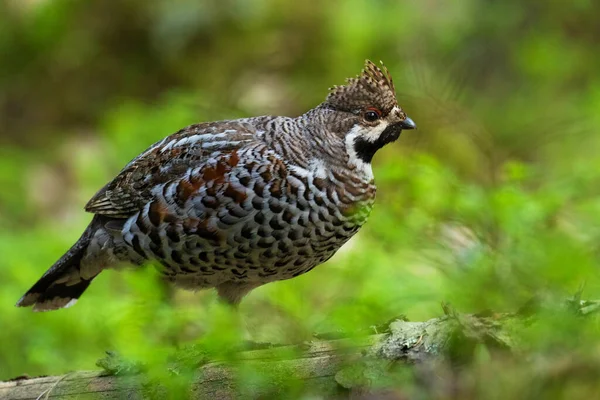 A male Hazel grouse (Tetrastes bonasia) with a raised crest feathers in a green, lush and old boreal forest during spring breeding season in Estonia, Northern Europe. — Stock Image Male Hazel Grouse Tetrastes Bonasia Raised Crest Feathers Green Lush Stock Picture