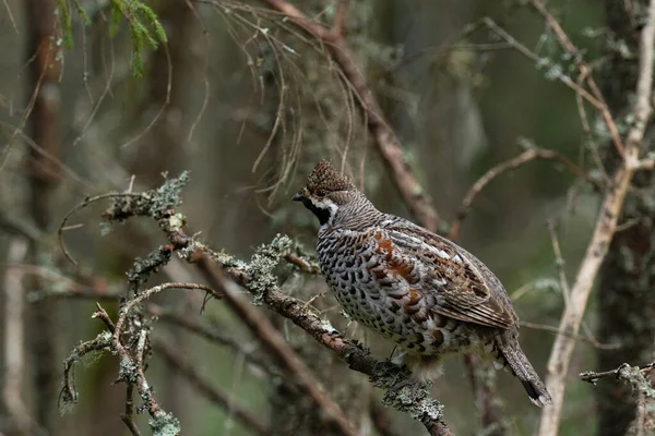 A male Hazel grouse (Tetrastes bonasia) with a raised crest feathers in a green, lush and old boreal forest during spring breeding season in Estonia, Northern Europe. — Stock Image Male Hazel Grouse Tetrastes Bonasia Raised Crest Feathers Green Lush Stock Picture