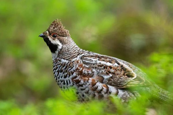 A male Hazel grouse (Tetrastes bonasia) with a raised crest feathers in a green, lush and old boreal forest during spring breeding season in Estonia, Northern Europe. — Stock Image Male Hazel Grouse Tetrastes Bonasia Raised Crest Feathers Green Lush Stock Picture
