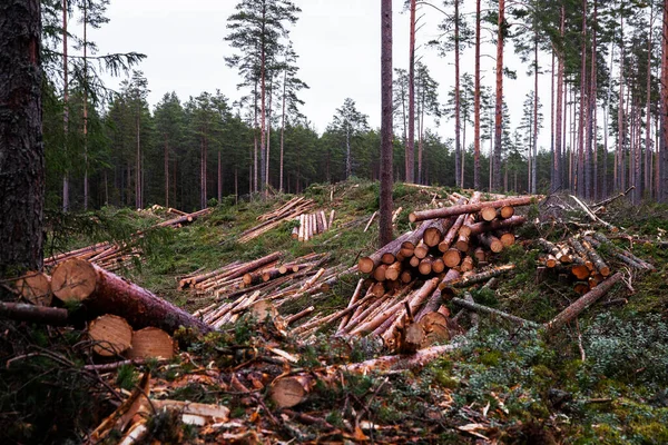 Piles of freshly cut logs after clear-cutting a pine grove coniferous forest in Estonia, Northern Europe. — Stock Image Piles Freshly Cut Logs Clear Cutting Pine Grove Coniferous Forest Royalty Free Stock Photos