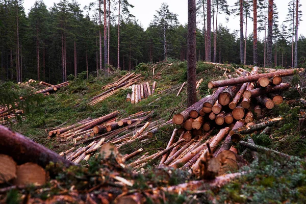 Piles of freshly cut logs after clear-cutting a pine grove coniferous forest in Estonia, Northern Europe. — Stock Image Piles Freshly Cut Logs Clear Cutting Pine Grove Coniferous Forest Stock Picture