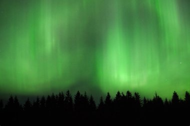 Kuzey ışıkları, Kuzey Avrupa, Estonya 'daki koyu kozalaklı bir ormanın üzerindeki Aurora borealis..