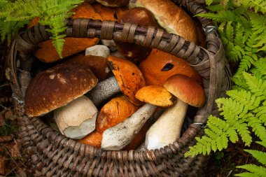 Kuzey Avrupa 'daki Estonya Boreal Ormanı' nda taze ve lezzetli mantarlarla dolu ahşap sepet..