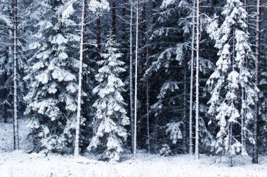 Soğuk bir kış günü, kar kaplı çam ve çam ağaçları ile güzel ve beyaz Estonya boreal ormanı, Kuzey Avrupa.