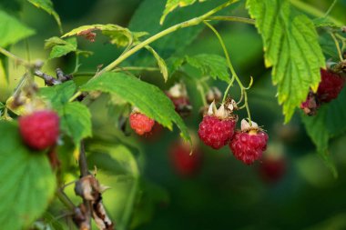 Organik yabani ahududu, Rubus idaeus sulu olgun meyve yazın Estonya ormanında.