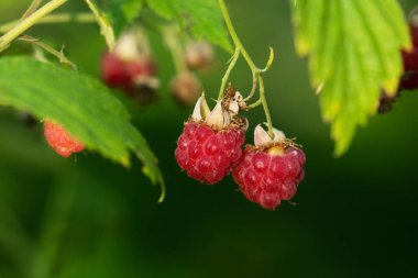 Organik yabani ahududu, Rubus idaeus sulu olgun meyve yazın Estonya ormanında.