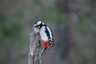 Meraklı ve renkli Büyük Benekli Ağaçkakan Dendrocopos Kuzey Avrupa 'da, Estonya kozalaklı kozalaklı bir ormandaki yaşlı bir ağacın tepesinde..