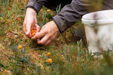 Taze ve olgun bulut meyveleri toplayan Rubus chamaemorus Estonya bataklığında bir Kuzey lezzeti olarak.