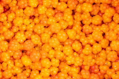 Olgun ve taze toplanmış tatlı bulut meyvelerine yakın, Estonya bataklığında Kuzey lezzeti olarak Rubus chamaemorus..