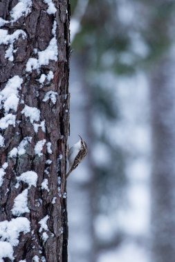 Avrupa 'nın en küçük kuşlarından biri olan Avrasya Ağaç Bekçisi, Estonya' nın karlı ve kışın kozalaklı kozalaklı ormanlarına aşinadır..