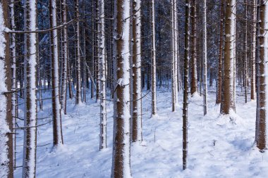 Estonya doğası, Kuzey Avrupa 'da kış boyunca Spruce ormanı karla kaplıydı..