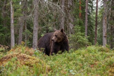 Büyük etobur kahverengi ayı, Ursus arctos Kuzey Avrupa 'daki Taiga ormanlarında gezinip yiyecek arıyorlar..