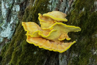 Ormanın taze tavuğu mantarı, Estonya doğasında, Kuzey Avrupa 'da meşe ağacında yetişen Laetiporus sülfür..