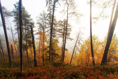 Kuzey Finlandiya 'da, Oulanka Ulusal Parkı' nda, sonbahar yeşilliklerinde sisli bir gündoğumu sabahı kayalıklarda el değmemiş renkli tayga ormanı..