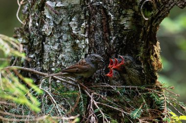 Avrupalı kuş Dunnock ve Prunella modülleri Estonya 'daki eski bir sıkıcı ormanda yavrularını bir yuvada besliyorlar..