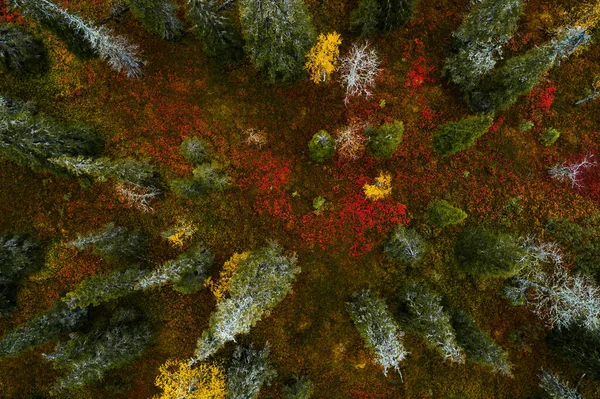 Een Luchtfoto Van Kleurrijk Herfstblad Het Riisitunturi National Park Met — Stockfoto