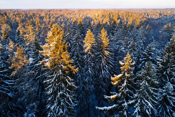 Aerial View Snow Covered Spruce Trees Winter Wonderland Beautiful Sunset — Stock Photo, Image