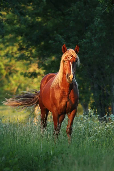 Eine Vertikale Aufnahme Eines Schönen Bräunlichen Pferdes Das Auf Dem — Stockfoto