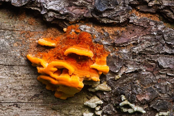 Políporo Fresco Raro Pycnoporellus Fulgens Crescer Num Antigo Tronco Coníferas — Fotografia de Stock