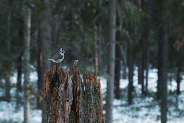 Kleiner Winter Singvogel Europäische Haubenmeise Lophophanes Cristatus Steht Auf Einem — Stockfoto