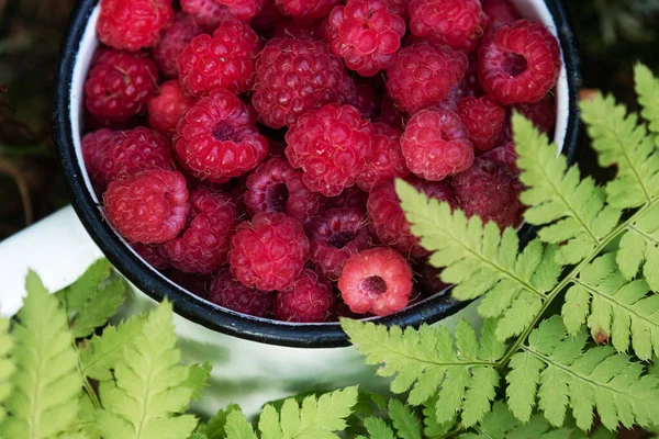 Salvaje Recién Recogido Delicioso Rasberry Rubus Idaeus Fruta Una Taza — Foto de Stock