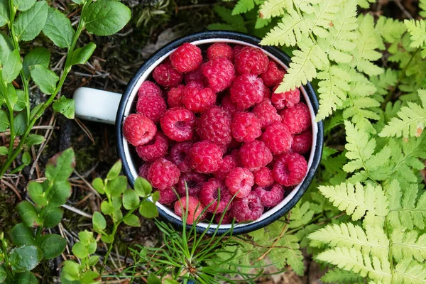 Salvaje Recién Recogido Delicioso Rasberry Rubus Idaeus Fruta Una Taza — Foto de Stock