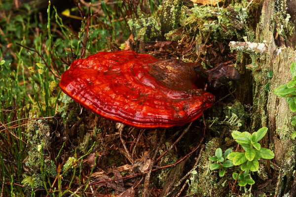 Red wild Reishi mushroom, Ganoderma lucidum growing in the boreal forest of Estonia, Northern Europe.