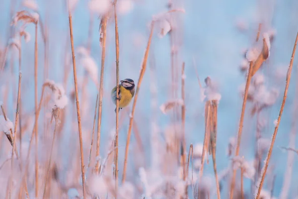 Small European Songbird Blue Tit Cyanistes Caeruleus Searching Food Reed — Fotografia de Stock