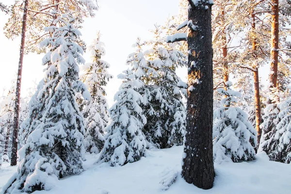 Velho Pinhal Boreal Invernal Com Árvores Altas Estónia Norte Europa — Fotografia de Stock
