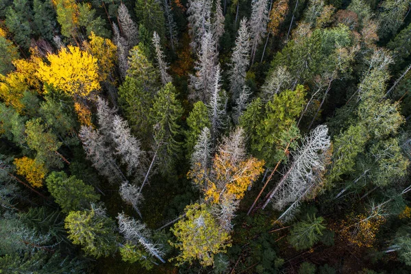Floresta Boreal Estónia Com Abetos Mortos Após Besouro Europeu Casca — Fotografia de Stock