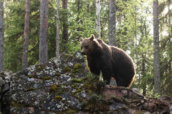 Grand Ours Brun Ursus Arctos Reniflant Une Roche Dans Forêt — Photo