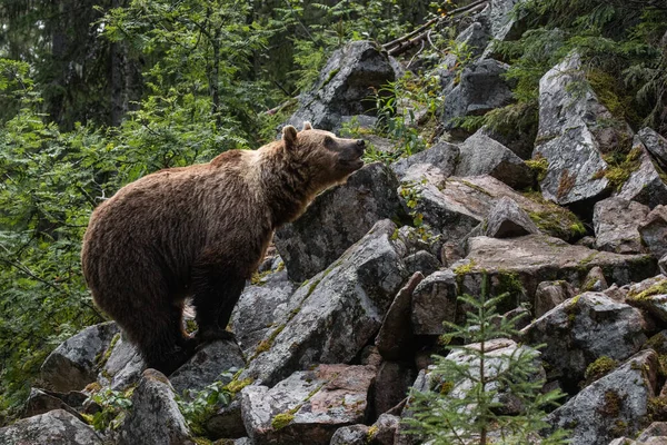 Grand Prédateur Ours Brun Ursus Arctos Reniflant Une Forêt Taïga — Photo