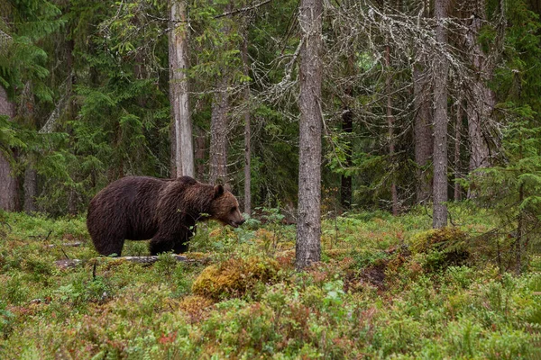 Grand Carnivore Ours Brun Ursus Arctos Errant Cherchant Nourriture Dans — Photo