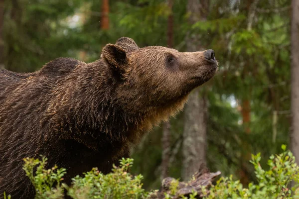 Grand Prédateur Ours Brun Ursus Arctos Reniflant Une Forêt Taïga — Photo