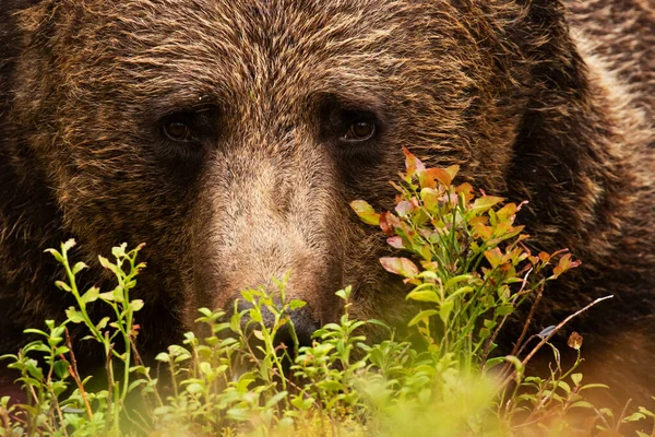 Yeux Sincères Grand Prédateur Ours Brun Ursus Arctos Dans Forêt — Photo