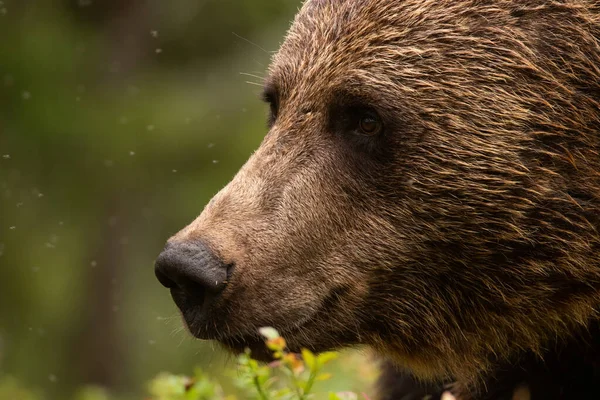 Ours Brun Ursus Arctos Avec Petits Yeux Sincères Dans Forêt — Photo