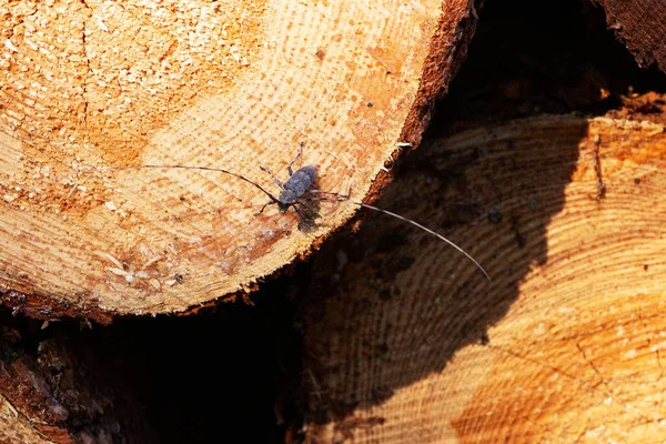 Longhorn beetle, Cerambycidae with really long horns on a fresh tree trunk after clear-cutting, Northern Europe.