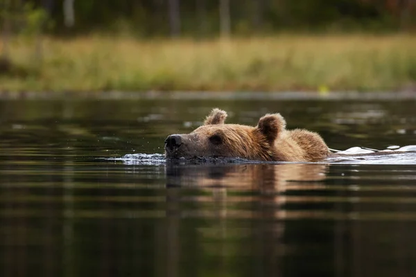 Grande Urso Carnívoro Marrom Ursus Arctos Nadando Lago Pântano Verão — Fotografia de Stock