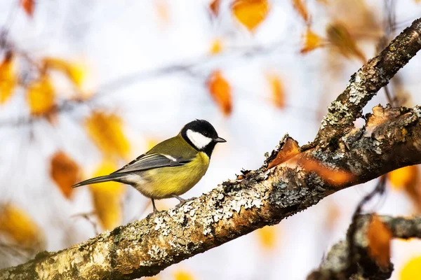Curious European Songbird Great Tit Parus Major Wandering Autumn Foliage — 图库照片