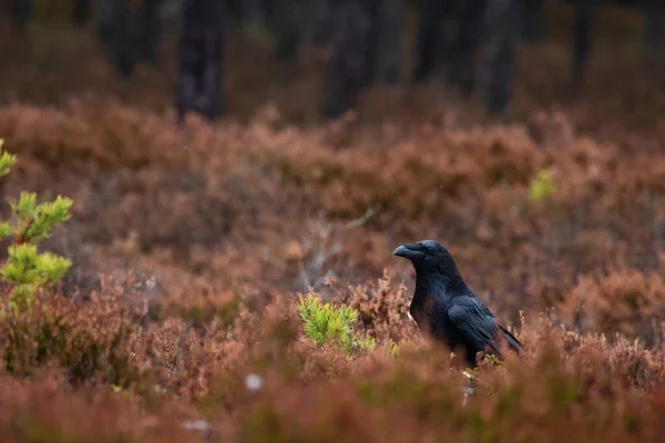 Dark Raven Corvus Corax Uma Floresta Pântano Outonal Natureza Selvagem — Fotografia de Stock