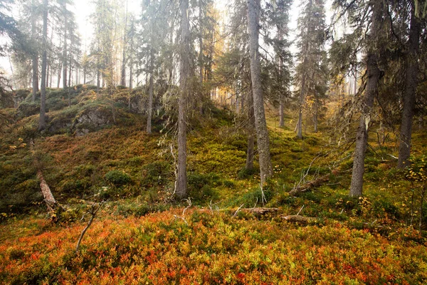 Colorata Foresta Taiga Incontaminata Una Scogliera Nel Nord Della Finlandia — Foto Stock