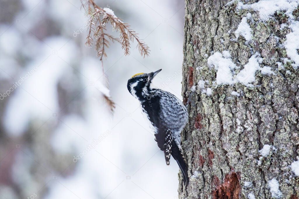 Eurasian three-toed woodpecker (Picoides tridactylus) on a tree in an old coniferous boreal forest of Estonia, Northern Europe.
