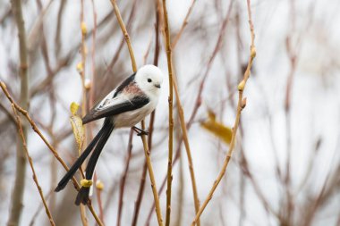 A curious and supercute small European songbird Long-tailed tit, Aegithalos caudatus in autumn, Estonia.