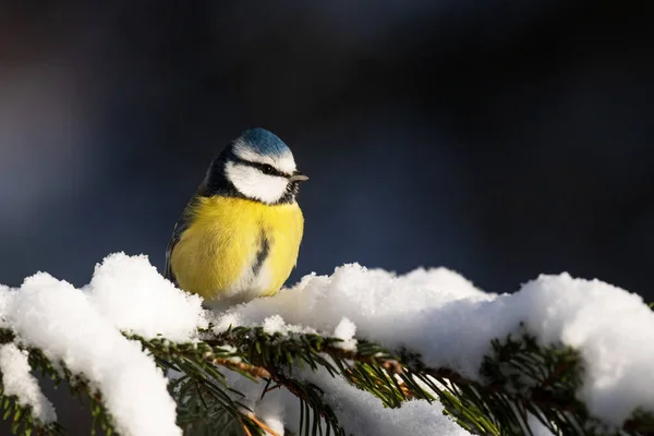 Small Blue Tit Cyanistes Caeruleus Snowy Spruce Branch Winter Wonderland —  Fotos de Stock