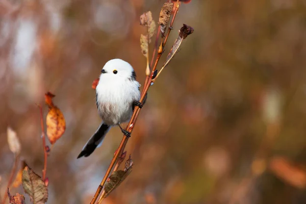 Curious Supercute Small European Songbird Long Tailed Tit Aegithalos Caudatus — Stock Photo, Image