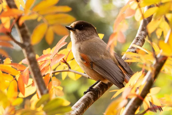 Söt Europeisk Fågel Perisoreus Infaustus Höstens Taigaskog Konttainen Närheten Ruka — Stockfoto