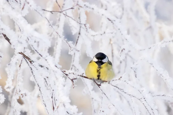 Cute Colorful Winter Songbird Great Tit Parus Major Morning Frost — Stok fotoğraf